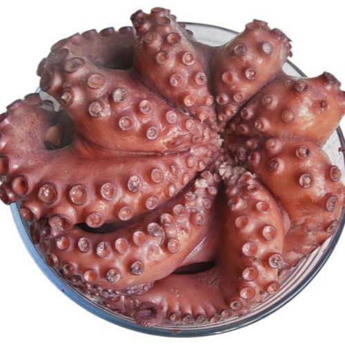 Octopus 